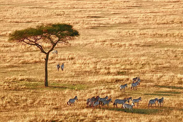  3 Days Tanzania Sharing Safari:  Title: 