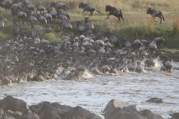 Serengeti Safari Bliss