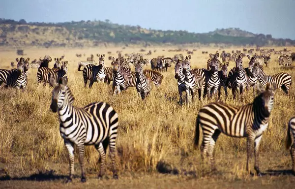 Serengeti Migration Safari