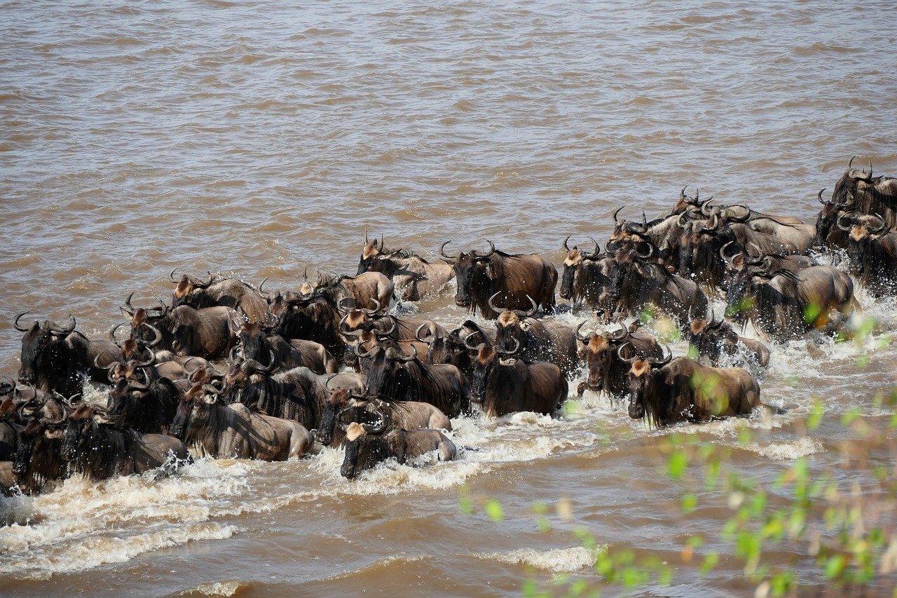 Luxury 6 Days Serengeti migration Safari - Image 3