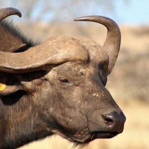 Luxury 6 Days Tanzania Big 5 Safari Itinerary