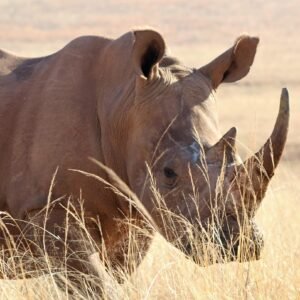 5 Days Tanzania Luxury Safari from Zanzibar, Zanzibar to Serengeti Safari, Big Five in Tanzania