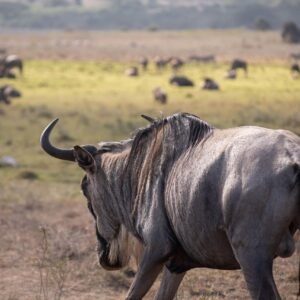Luxury 6 Days Serengeti Migration Safari
