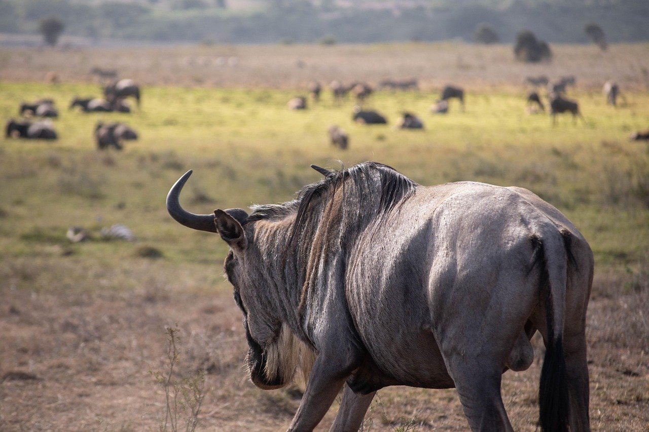 Luxury 6 Days Serengeti Migration Safari