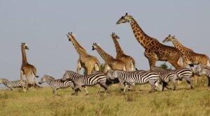 5 Days Tanzania Budget Camping Safari from Arusha