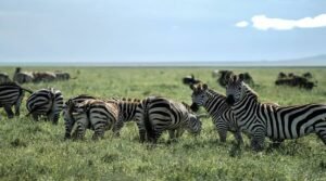 4 Days Tanzania Budget Camping Safari from Arusha